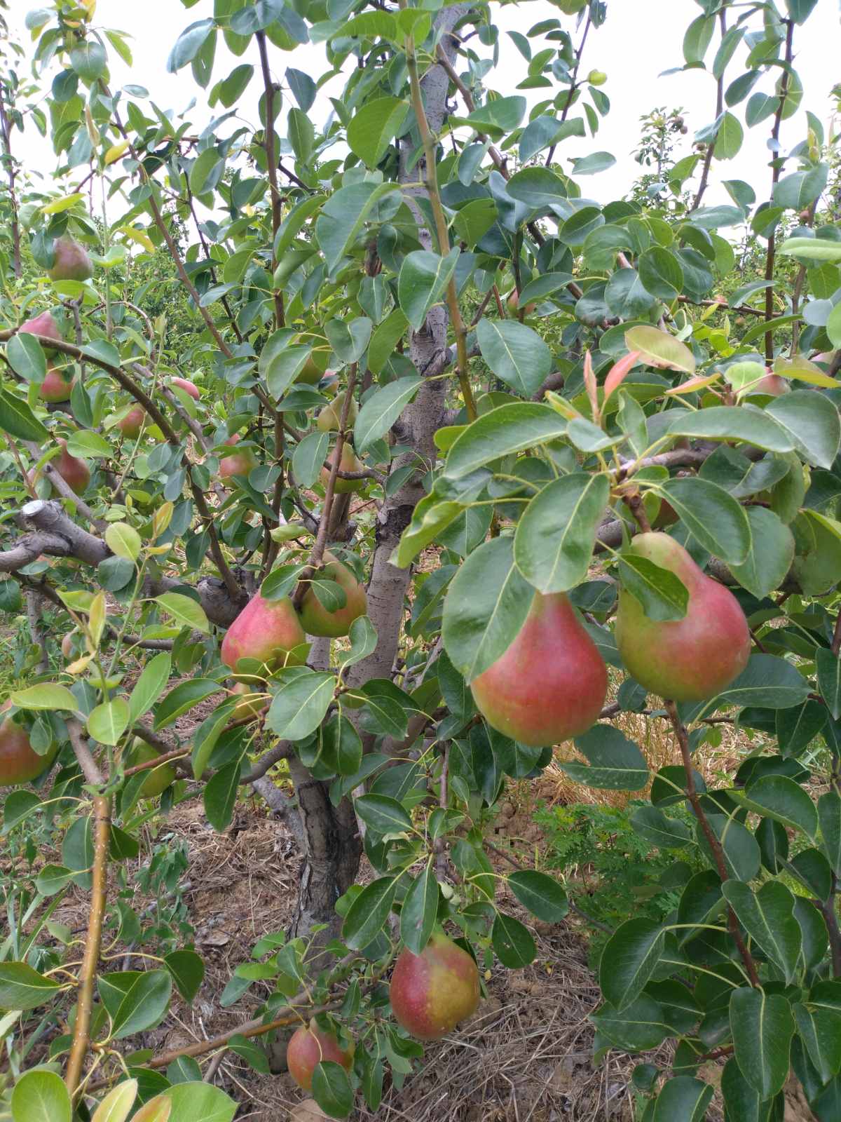 Butira