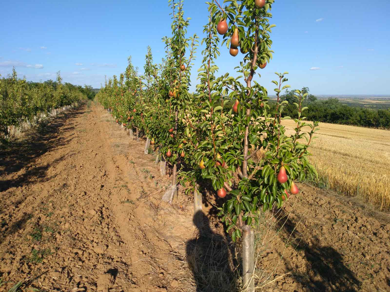 Voćnjak krušaka na Fruškoj gori